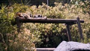 A leopard leisurely rests on a wooden platform surrounded by lush greenery. jigsaw puzzle