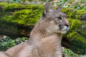 Close-up portrait of a cougar in its natural habitat, showcasing its majestic features. jigsaw puzzle