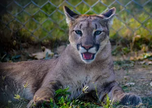 Close-up of a cougar resting in captivity, showcasing its natural beauty and strength. jigsaw puzzle