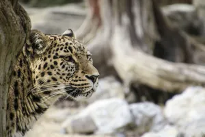 A close-up of a leopard in its natural habitat, showcasing its striking fur and piercing eyes. jigsaw puzzle