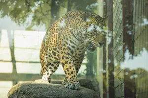 Through glass angry leopard walking on stones and roaring in enclosure in national park jigsaw puzzle