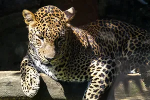 Close-up of a leopard relaxing in the jungle sunlight, showcasing its spotted fur. jigsaw puzzle