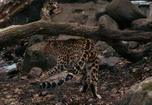 A majestic leopard gracefully walking through a rocky forest landscape, showcasing its natural habitat. jigsaw puzzle