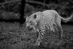 Black and white photo of a leopard prowling the forest floor with intense focus. jigsaw puzzle