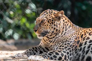 A spotted leopard basks in the sunlight, displaying its beautiful fur in a natural outdoor setting. jigsaw puzzle