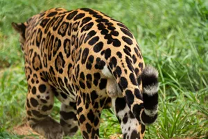 Back view of a jaguar walking through grass, showcasing its spotted fur pattern. jigsaw puzzle