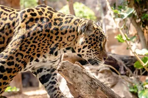A striking close-up of a jaguar prowling in a sunlit natural setting, showcasing its beautiful spotted coat. jigsaw puzzle