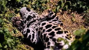 A spotted jaguar resting peacefully among green foliage outdoors. jigsaw puzzle