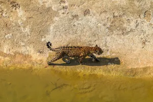 Panthera onca walking near water's edge in Brazil, showcasing natural habitat. jigsaw puzzle