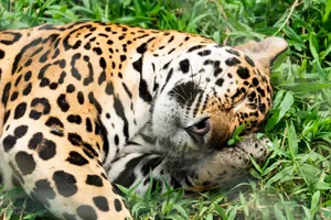 Captivating close-up of a jaguar peacefully lying on green grass, showcasing its stunning spotted coat. jigsaw puzzle