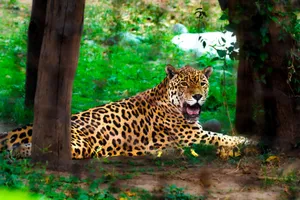Close-up of a jaguar resting in a lush green forest in India, showcasing nature's beauty. jigsaw puzzle