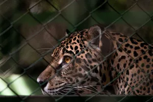 Close-up of a jaguar behind a fence in a Brazilian zoo, showcasing its majestic features. jigsaw puzzle