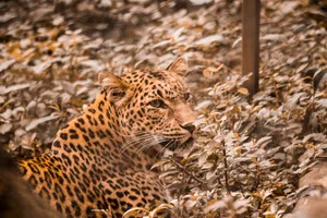 Close-up of a leopard amid foliage in Dehradun, India, depicting its natural habitat. jigsaw puzzle