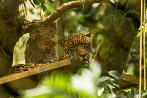 A majestic jaguar resting on a wooden platform at a zoo in Costa Rica, surrounded by lush greenery. jigsaw puzzle
