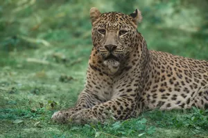 Close-up of a leopard resting on grass, displaying its distinctive spotted coat in a natural environment. jigsaw puzzle