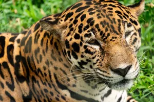 A stunning close-up of a jaguar resting in the grass, showcasing its distinct fur patterns. jigsaw puzzle