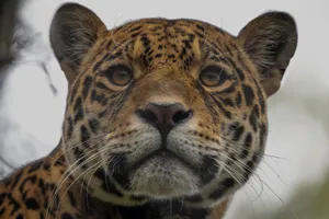 Stunning close-up of a jaguar showcasing its intricate spotting pattern and fierce gaze. jigsaw puzzle
