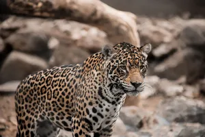 Close-up of a jaguar in its natural habitat with a blurred background. jigsaw puzzle