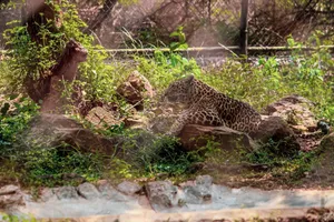 A leopard with distinctive spots rests amidst lush vegetation and rocks in a natural setting. jigsaw puzzle