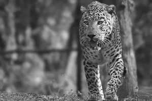 Close-up of a leopard walking, showcasing its majestic features in black and white. jigsaw puzzle