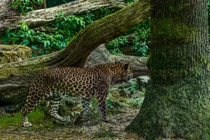 A leopard prowling through a lush forest, showcasing its natural habitat and majestic presence. jigsaw puzzle