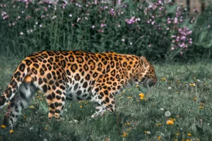 A mesmerizing leopard strolling gracefully through a vibrant flower field, showcasing its majestic spots. jigsaw puzzle