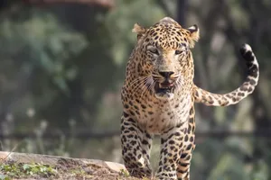 Close-up of a leopard confidently walking in its natural habitat, showcasing its strength and elegance. jigsaw puzzle