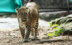A leopard walking gracefully in its natural habitat within a forest setting. jigsaw puzzle
