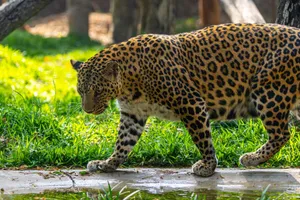 A close-up of a leopard walking gracefully through sunlit grass, highlighting its majestic spotted fur. jigsaw puzzle