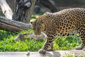 Majestic leopard walking in the grass with sunlight highlighting its spots. jigsaw puzzle