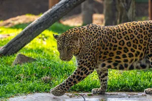A majestic leopard walks gracefully through a lush green habitat on a sunny day. jigsaw puzzle