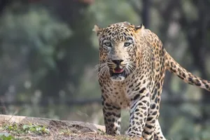 Close-up of a powerful leopard prowling through the natural habitat, showcasing its beauty and strength. jigsaw puzzle