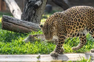 An Amur leopard traversing grassland, showing its unique spotted coat in bright daylight. jigsaw puzzle