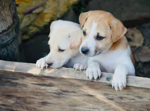 Two playful puppies curiously peeking over a wooden board, showcasing their adorable nature. jigsaw puzzle