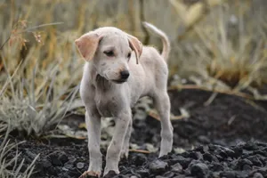 Adorable puppy standing on volcanic rocks in Bali, highlighting the unique scenery. jigsaw puzzle