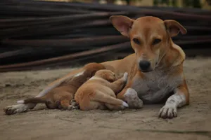 An Indian street dog nurturing her puppies on a sandy ground in Kolkata, India. jigsaw puzzle