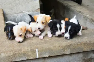 A close-up shot of six adorable puppies resting together on a stone surface. jigsaw puzzle