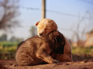 Two puppies cuddling together on the ground, showcasing warmth and affection in a sunlit field. jigsaw puzzle