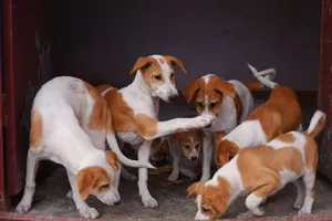 A group of adorable puppies playing together inside a shelter, showcasing their innocence and energy. jigsaw puzzle