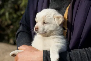 Adorable white puppy cradled in hands outdoors in Suzhou, China, emitting warmth and comfort. jigsaw puzzle