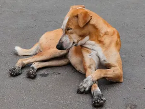 A stray dog with light brown fur resting on a street, appearing serene. jigsaw puzzle