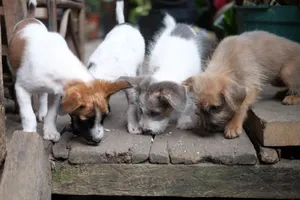 Four cute puppies curiously sniffing a wooden deck, showcasing their playful nature. jigsaw puzzle