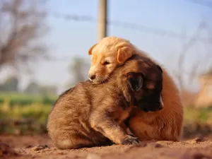 Cute puppies cuddling together outdoors, perfect for pet lovers. jigsaw puzzle