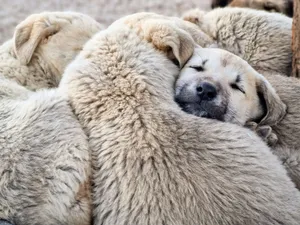 Cute litter of puppies sleeping together, showcasing warmth and companionship. jigsaw puzzle