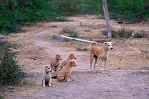 A group of puppies sitting beside an adult dog on a dirt path in a rural area. jigsaw puzzle