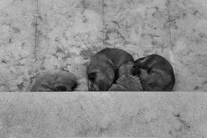A black and white photo of four cute puppies curled up and sleeping on concrete steps. jigsaw puzzle