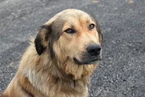 A close-up portrait of a thoughtful, long-haired dog on an asphalt background. jigsaw puzzle