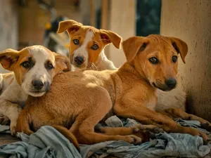 Three adorable stray puppies resting outdoors in Ahmedabad, showcasing companionship and innocence. jigsaw puzzle