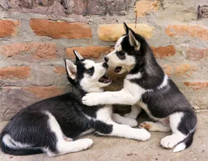Adorable Siberian Husky puppies playfight, showcasing their playful nature against a rustic brick wall. jigsaw puzzle
