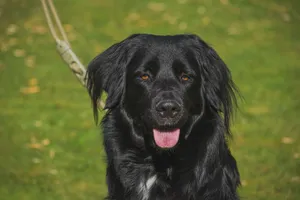 A close-up portrait of a black dog with a leash outdoors on a sunny day. jigsaw puzzle